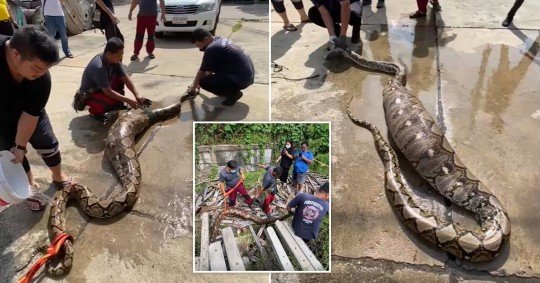 Two Dogs Inside A 22 Foot Python... - TT News & Current Affairs ...